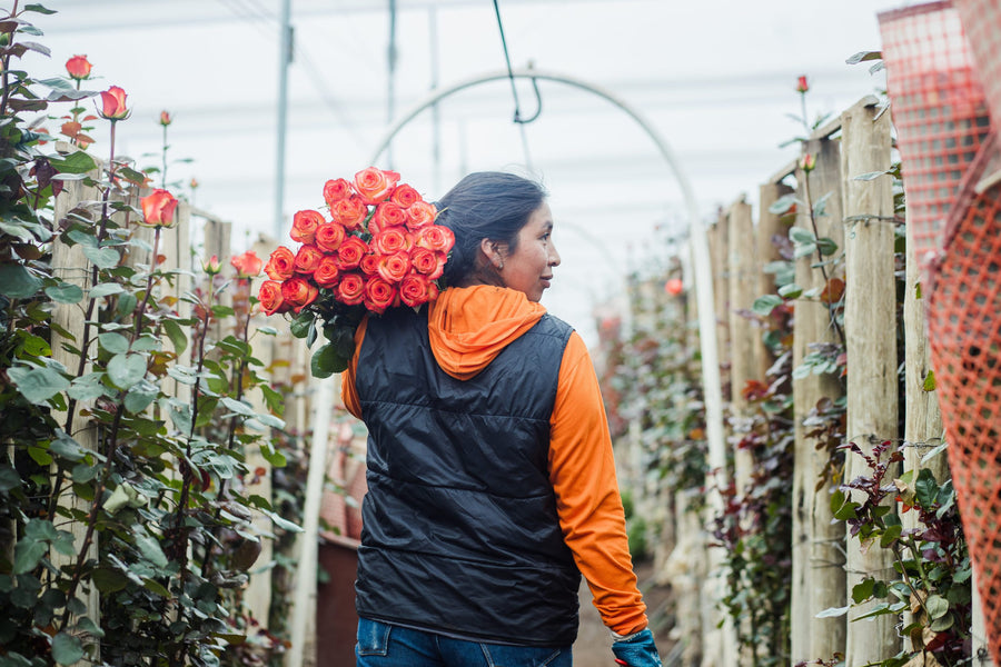 Rose cultivation at our farm in the Ecuadorian Andes