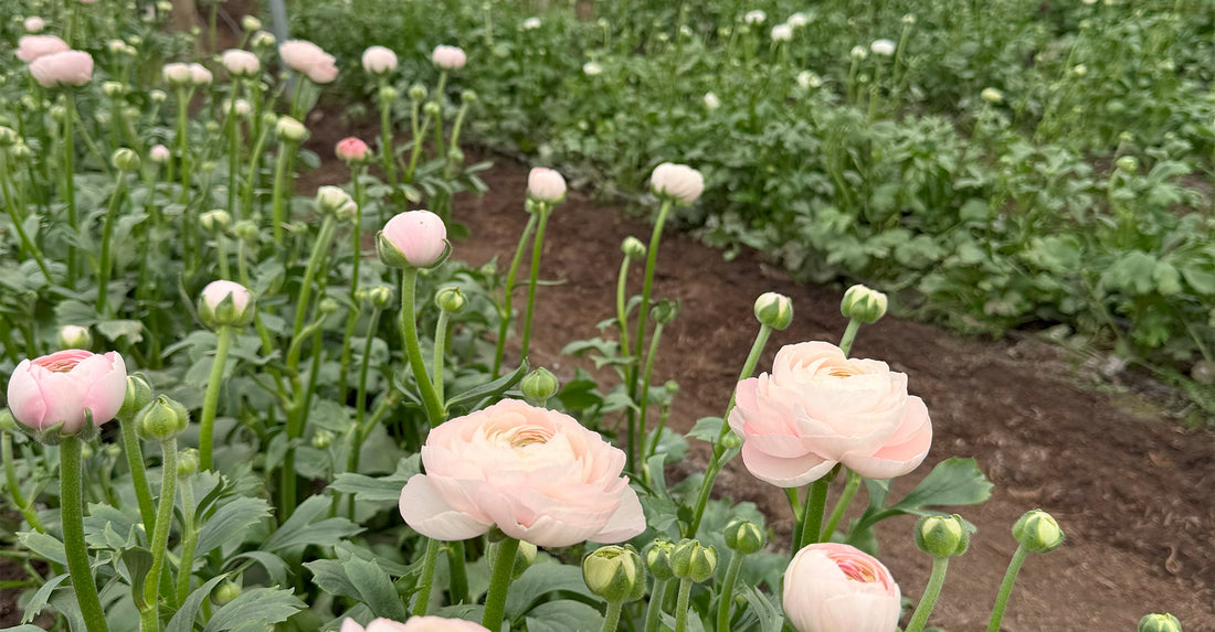 Rose farm greenhouses in the Ecuadorian Andes
