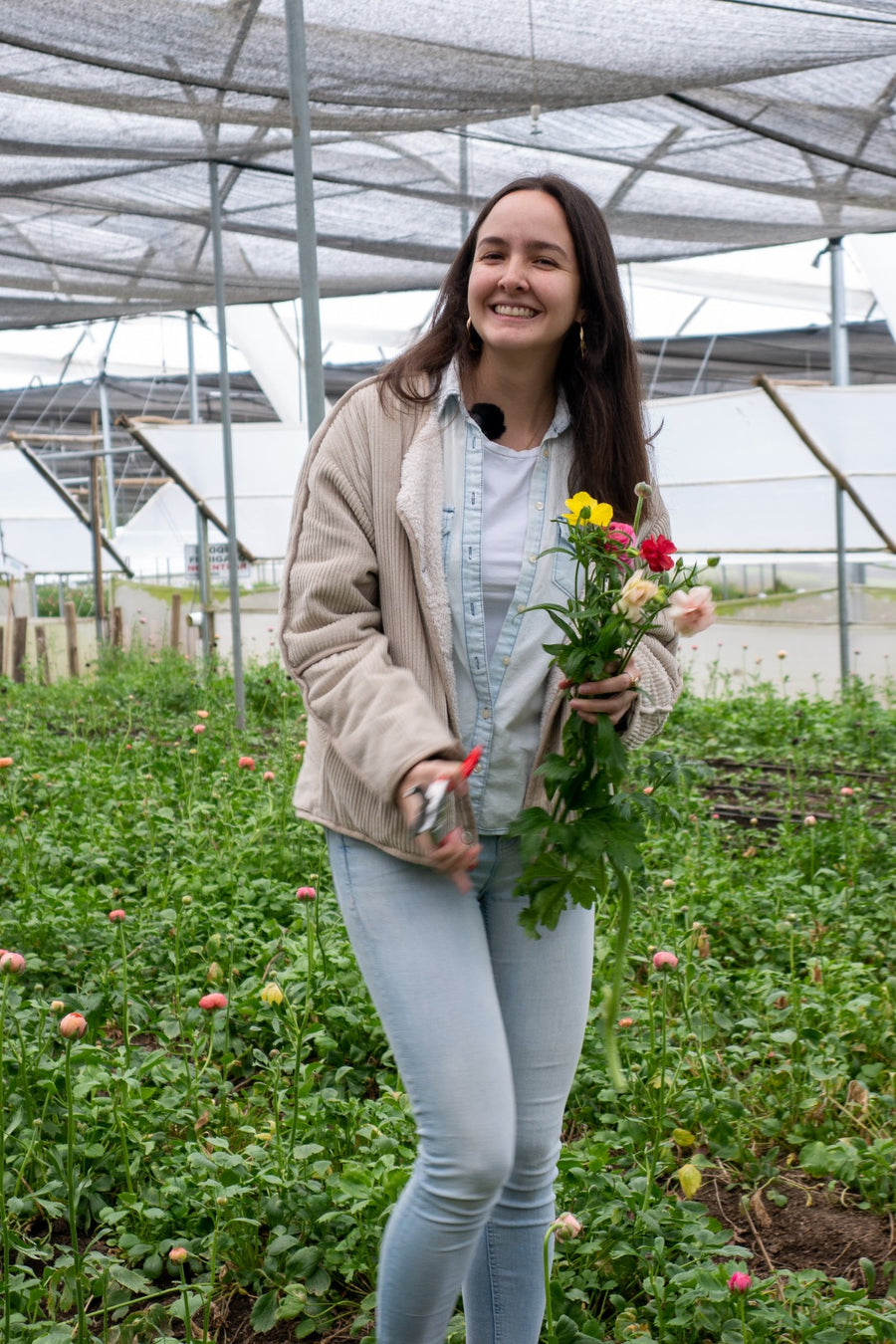 Rose cultivation at our farm in the Ecuadorian Andes