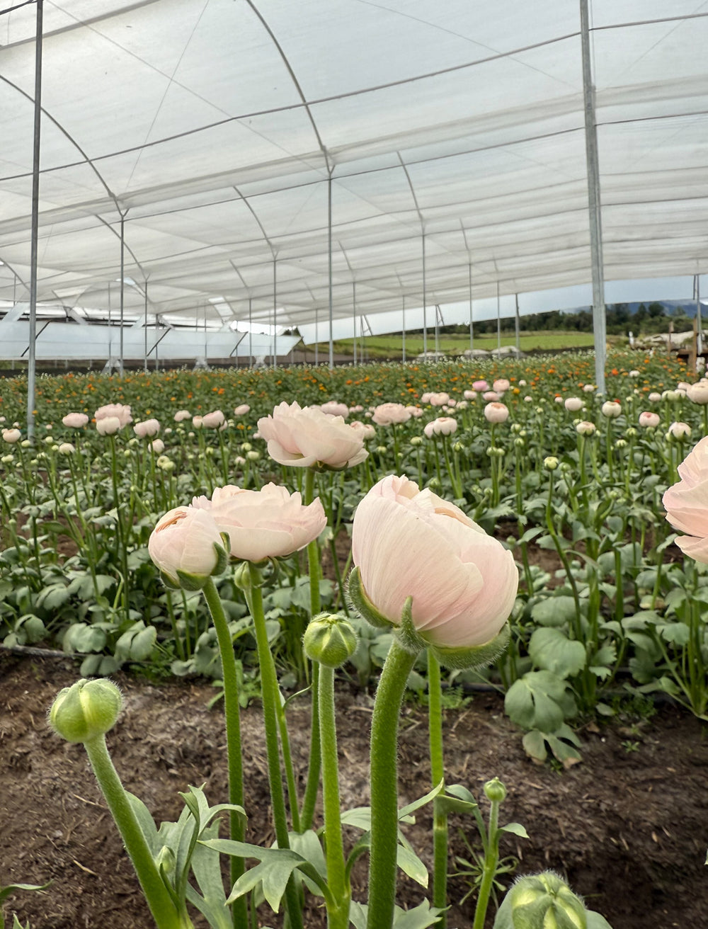 Roses growing at an Epicflowers farm in Ecuador